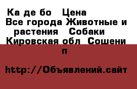 Ка де бо › Цена ­ 25 000 - Все города Животные и растения » Собаки   . Кировская обл.,Сошени п.